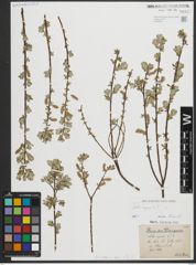 Foto von Salix repens L.
